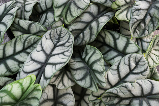 Alocasia Baginda 'Silver Dragon'
