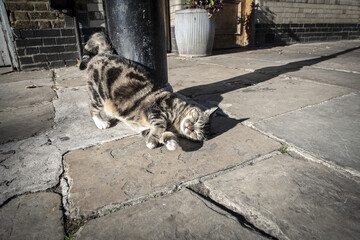 Cute striped cat rubbing up against a metal pole outdoors