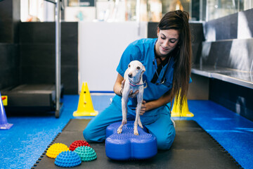 Female vet and dog during rehabilitation session