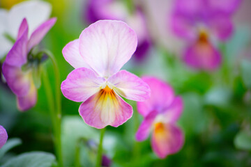 Fototapeta premium ビオラ