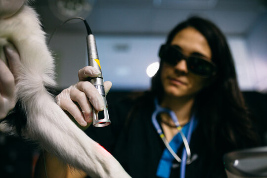Female vet doing laser therapy to dog