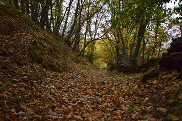Bosque otoñal en Madrid, con hojas secas por el suelo