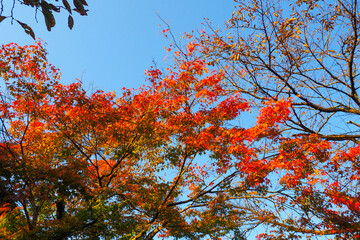 谷汲山華厳寺の紅葉