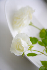 Fototapeta premium 白いバラ