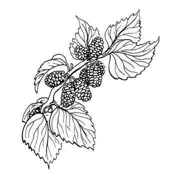 Vector Mulberry branch, hand drawn.Graphics, linear sketch,black and white.