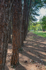 Line of trees in a park