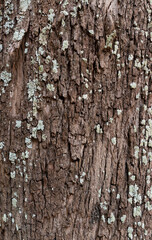 Tree bark texture closeup. Wooden backdrop