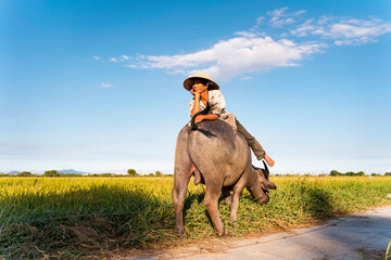 Hoi An, Vietnam. Vietnamese man with his buffalo in Nature