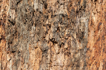 Tree bark texture closeup. Wooden backdrop