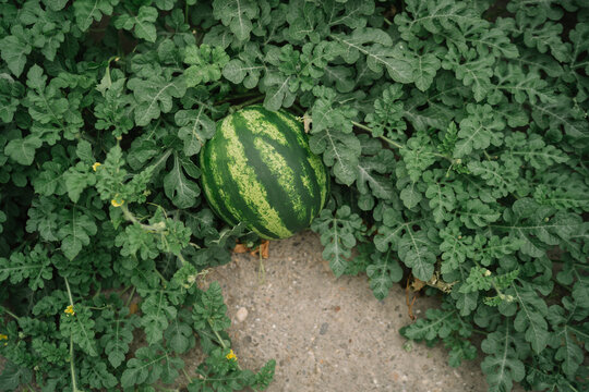 Watermelon growing in the field