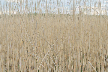 Dry reed wall. Autumn cloudy evening