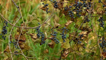 The wild vine with grapes in Wisconsin  state conservation area