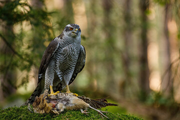 Hunter with caught prey. Northern goshawk, Accipiter gentilis, perched on mossy stone in green forest and feeds on killed pheasant. Raptor in wild nature. Habitat Europe, Asia, North America
