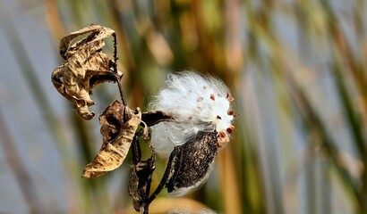 Common Milkweed- Asclepias syriaca .Natural scene from conservation area in Wisconsin