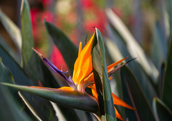 Bird-of-paradise is the name given to the exotic and exuberant birds that are distributed in Australia, New Guinea and Indonesia, but it is also one of the popular names of this plant, Estrel&iacute;cia.