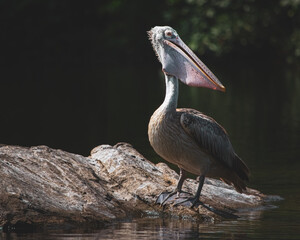pelican on a rock