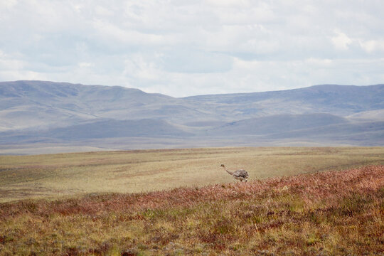 Darwin's rhea in Patagonia