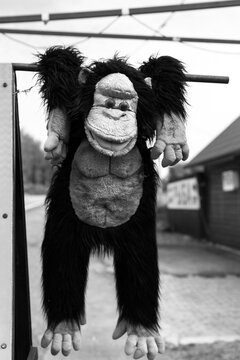 Monkey to attract attention