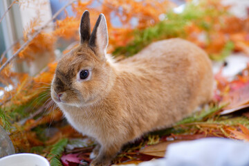 ウサギの秋