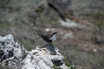 Sterne bridée (Sterna anaethetus) sur l'ilot Mato dans le lagon de Nouvelle-Calédonie