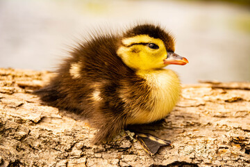 Cute baby Woodduck resting and warming up sitting on a lake log in June, Michigan, USA