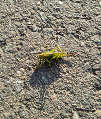 green grasshopper on the asphalt closeup photo