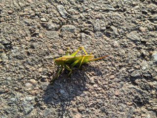 green grasshopper on the asphalt closeup photo