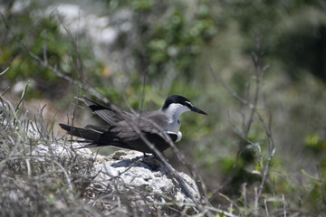 Sterne bridée (Sterna anaethetus) sur l'ilot Mato dans le lagon de Nouvelle-Calédonie