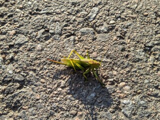 green grasshopper on the asphalt closeup photo
