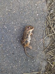 dead mouse on the asphalt in the autumn season