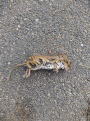 dead mouse on the asphalt in the autumn season