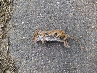 dead mouse on the asphalt in the autumn season