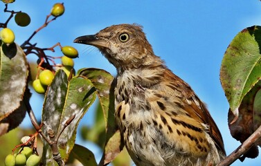 The brown thrasher is abundant throughout the eastern and central United States and southern and central Canada, and it is the only thrasher to live primarily east of the Rockies and central Texas.	
