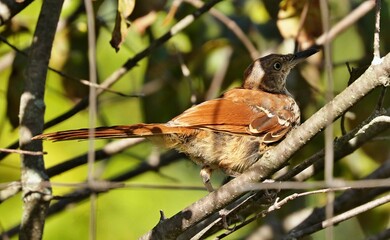 The brown thrasher is abundant throughout the eastern and central United States and southern and central Canada, and it is the only thrasher to live primarily east of the Rockies and central Texas.	
