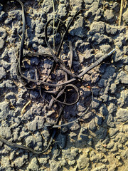 old spoiled wired headphones on the pavement