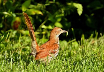 The brown thrasher is abundant throughout the eastern and central United States and southern and central Canada, and it is the only thrasher to live primarily east of the Rockies and central Texas.	
