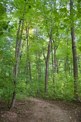 Fototapeta na wymiar Lush Green Hiking trail in deciduous forest