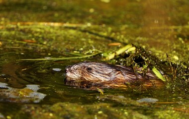 The muskrat, the only species in genus Ondatra is a medium-sized rodent native to North America and an species in parts of Europe, Asia, and South America. The muskrat is found in wetlands over.	

