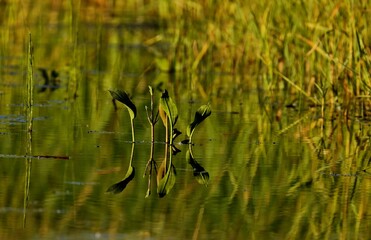 Peltandra virginica.  It is widely distributed in wetlands in the eastern United States.