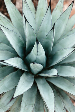 Green succulent plant