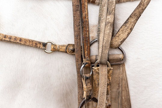 Saddle on a horse