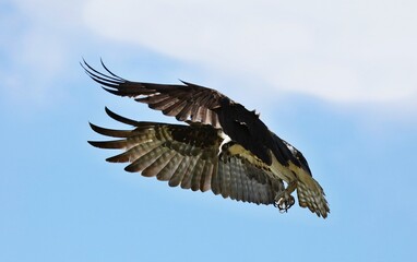 Osprey - It is a large raptor, reaching more than 60 cm in length and 180 cm across the wings.	