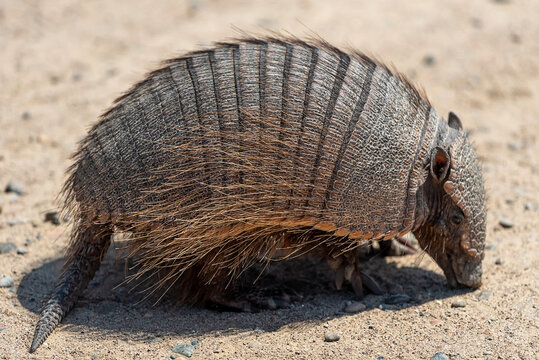 A wild armadillo found in Puerto Madryn