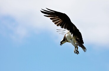 Obraz premium Osprey - It is a large raptor, reaching more than 60 cm in length and 180 cm across the wings. 