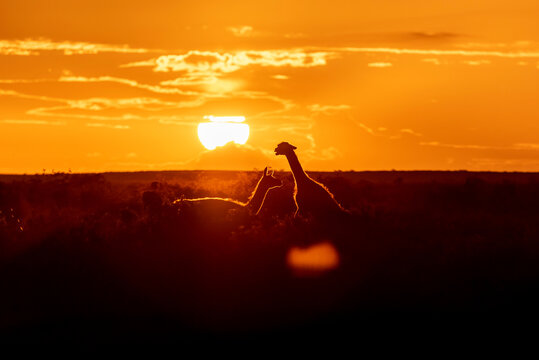 Guanacos over a sunset