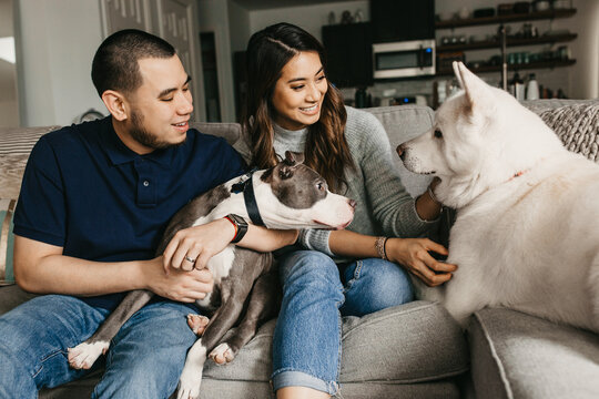 A Couple In Their House Hanging Out With Their All White Akita And Pit Bull.