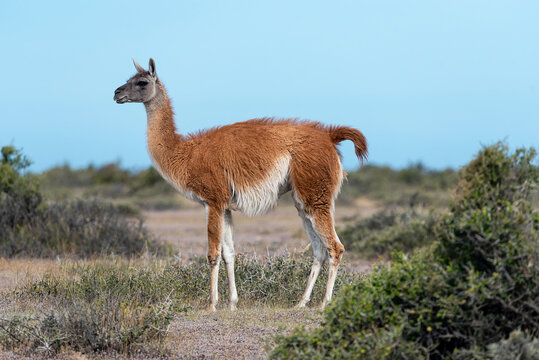 Guanaco over a blue sky