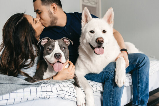 A couple in their house hanging out with their all white Akita and pit bull.