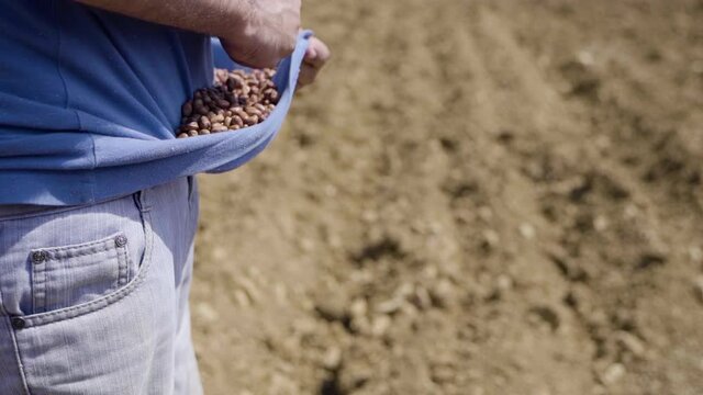 Farmer's hand sowers fava beans in the field, slow motion