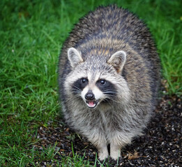  A very obese racoon in an urban backyard in Quebec    